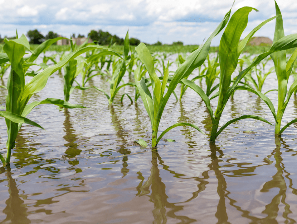 Drought and deluge - How El Ni&ntilde;o could strike Africa on multiple fronts - Alliance Bioversity International - CIAT - Image 2