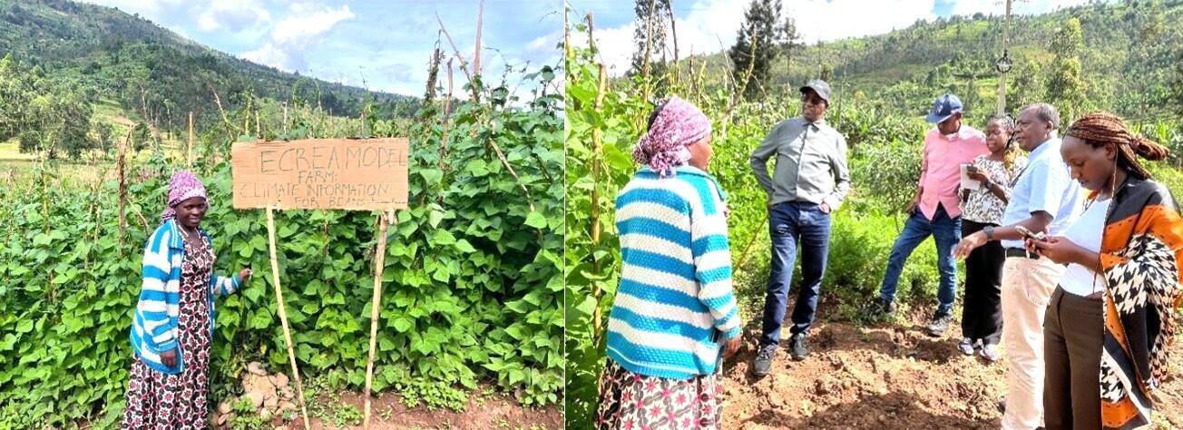 ECREA Model Farms with Climate Information vs. Farms with Late Planting Lessons from Rulindo, Rwanda - Image 1