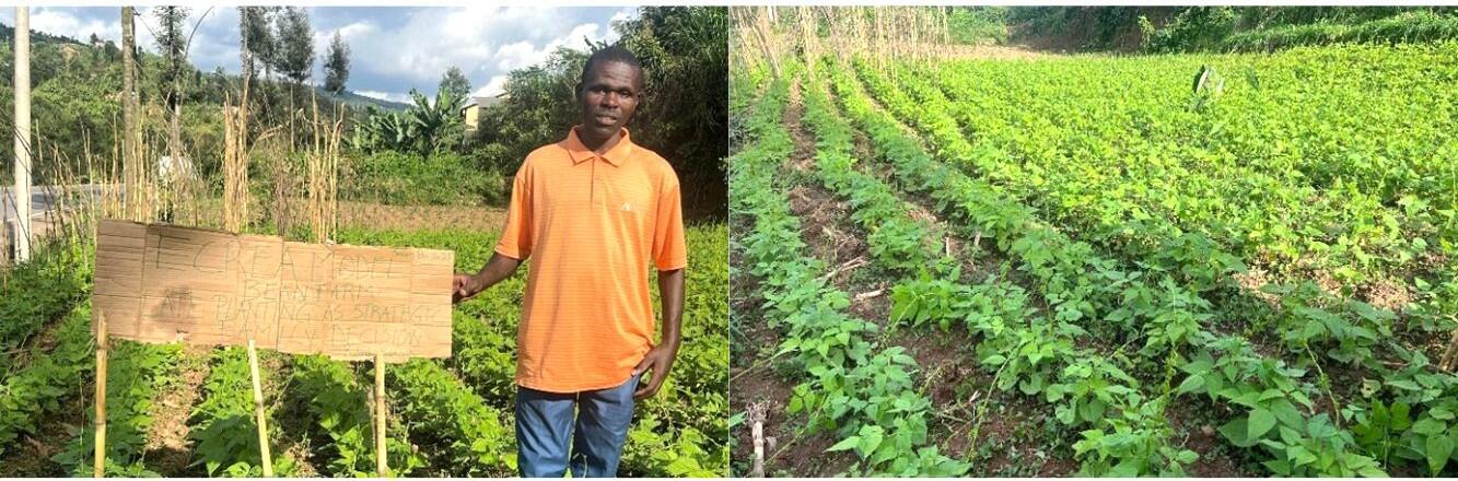 ECREA Model Farms with Climate Information vs. Farms with Late Planting Lessons from Rulindo, Rwanda - Image 2