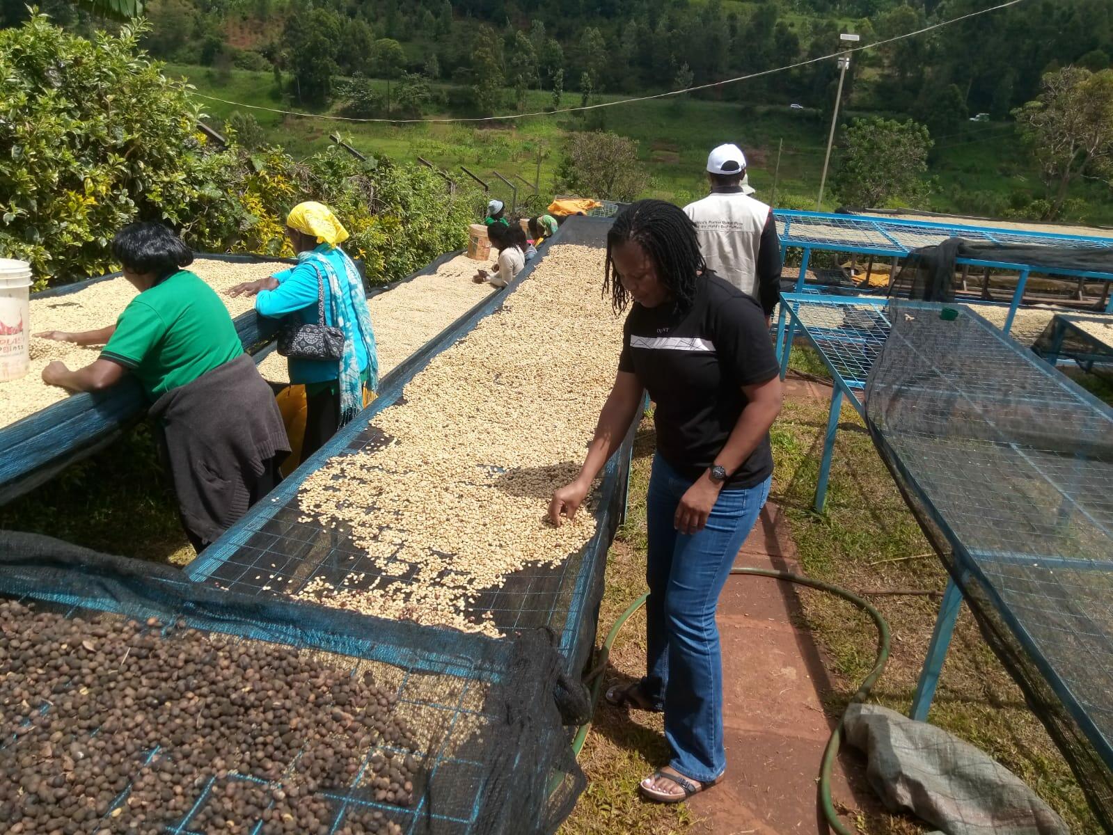 Empowering caregivers through coffee -  The story of cerebral palsy warriors CBO in Nyeri County, Kenya - Image 3