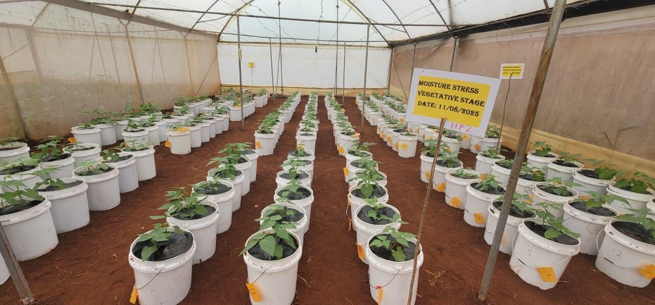 Enhancing Climate Resilience in Bean Production Systems under Emerging Weather Extremes - Image 1