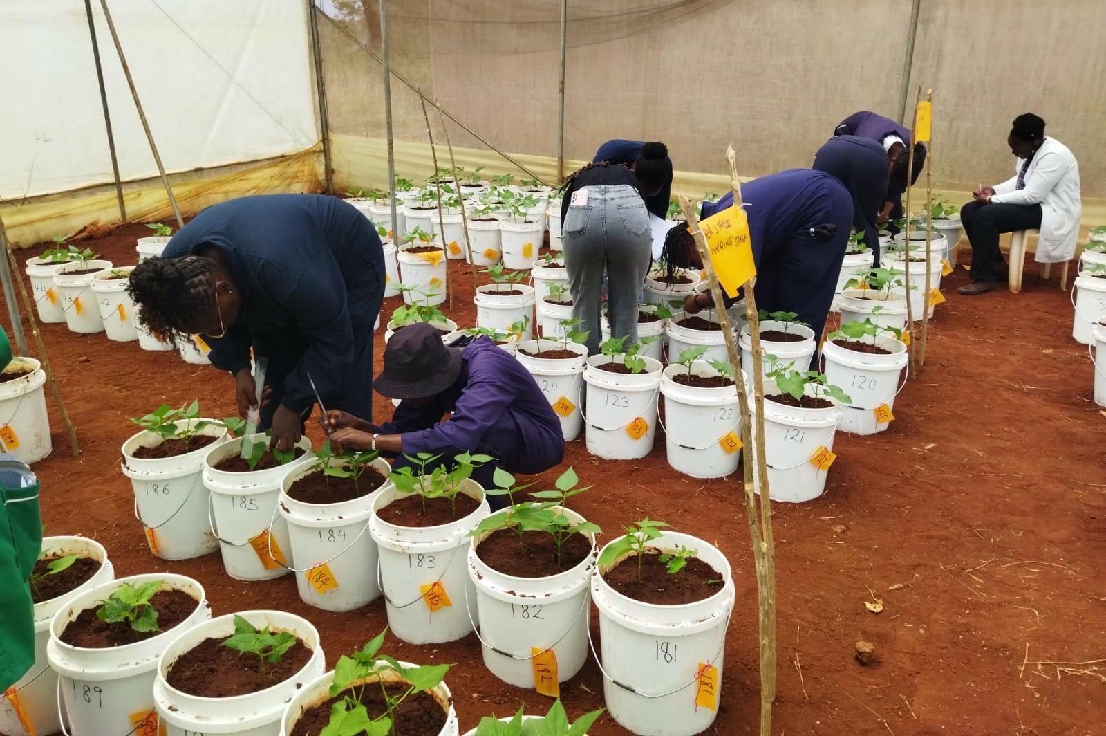 Enhancing Climate Resilience in Bean Production Systems under Emerging Weather Extremes - Image 2