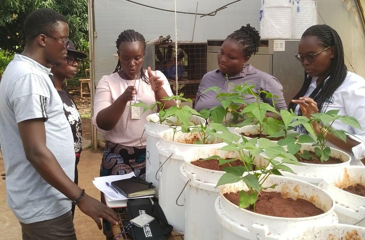 Enhancing Climate Resilience in Bean Production Systems under Emerging Weather Extremes - Image 3