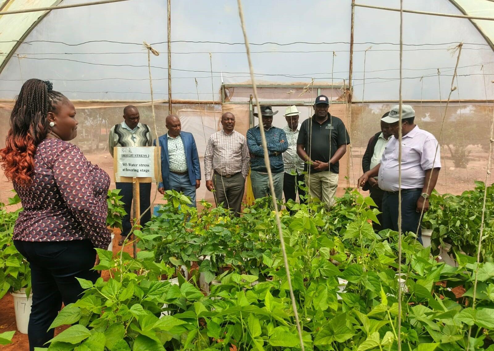 Enhancing Climate Resilience in Bean Production Systems under Emerging Weather Extremes - Image 5