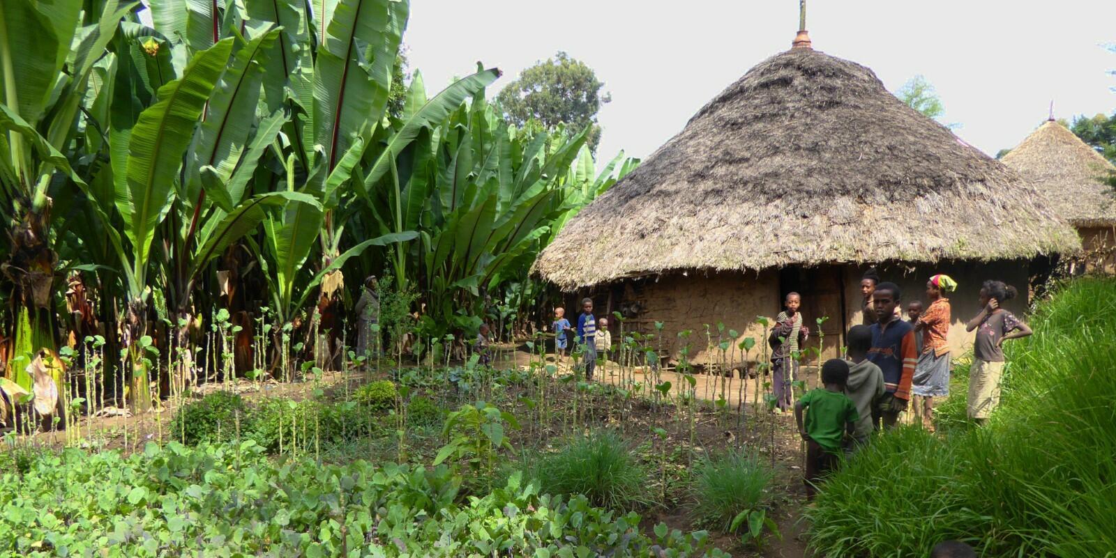 Enset farming in Ethiopia explained by smallholder farmers - Alliance Bioversity International - CIAT - Image 1
