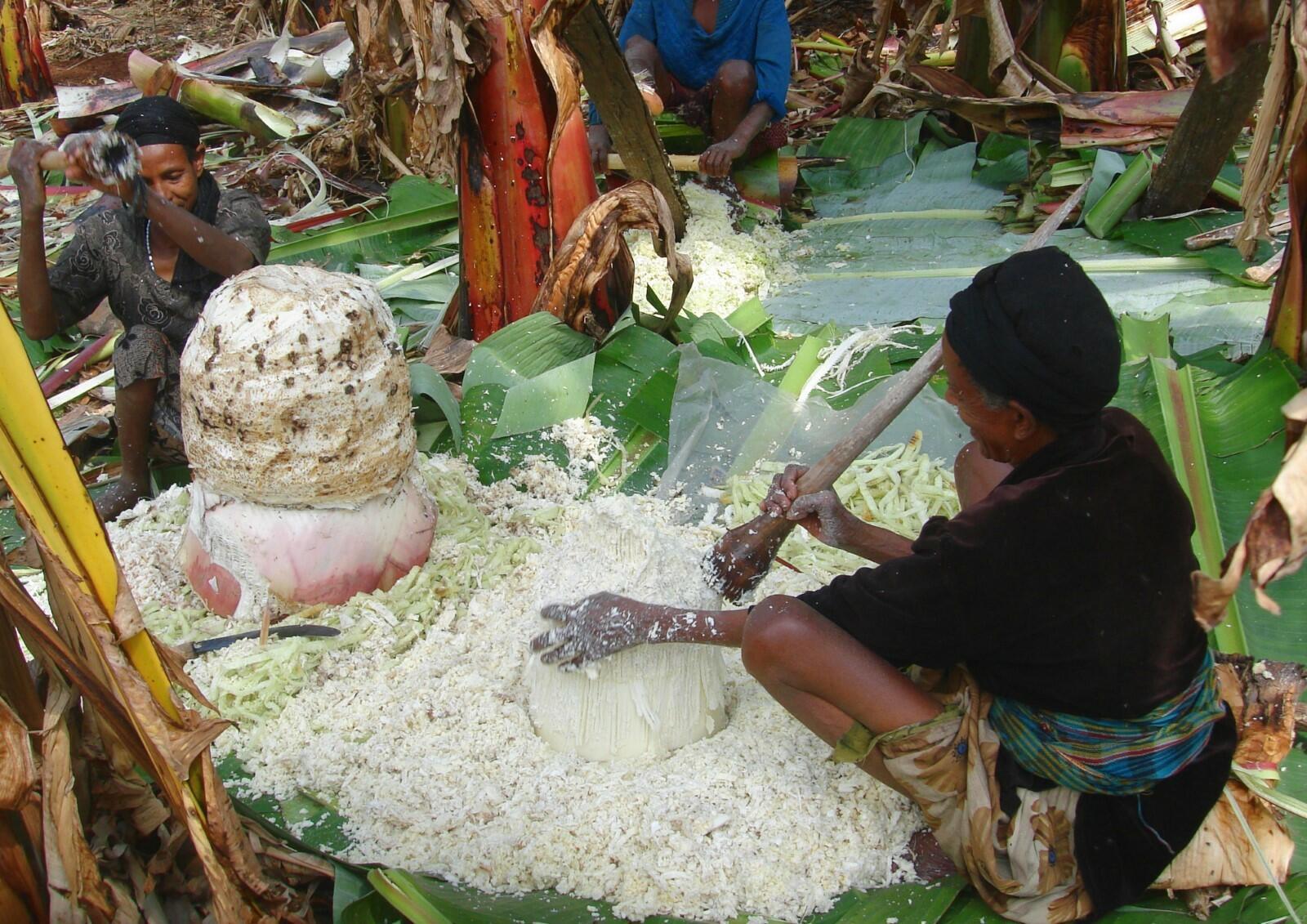 Enset farming in Ethiopia explained by smallholder farmers - Alliance Bioversity International - CIAT - Image 2