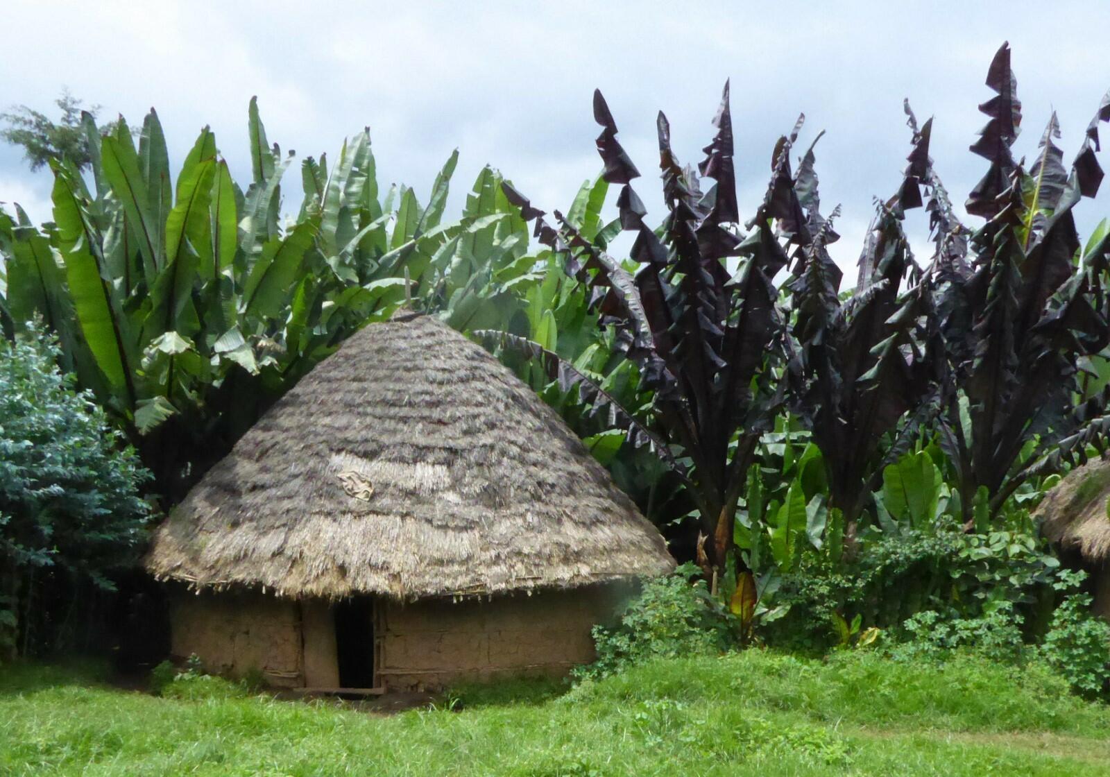 Enset farming in Ethiopia explained by smallholder farmers - Alliance Bioversity International - CIAT - Image 3