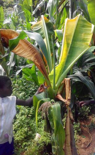 Enset farming in Ethiopia explained by smallholder farmers - Alliance Bioversity International - CIAT - Image 4