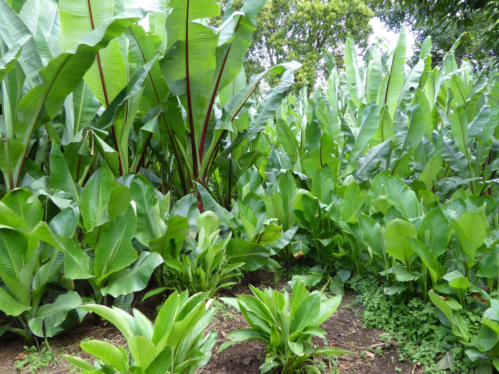 Enset vs. Bananas Understanding Ethiopia's Unique Crops - Image 1