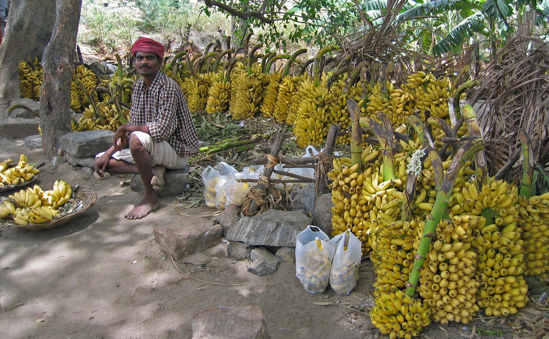 Enset vs. Bananas Understanding Ethiopia's Unique Crops - Image 10