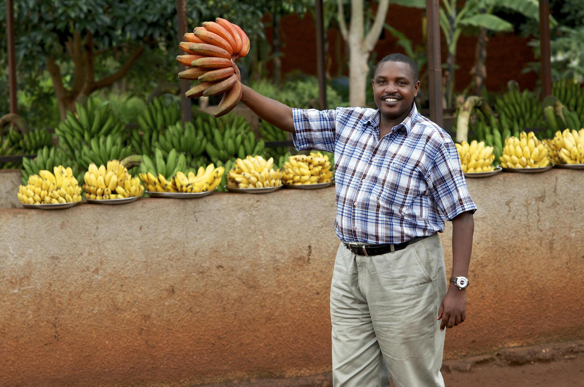 Enset vs. Bananas Understanding Ethiopia's Unique Crops - Image 2