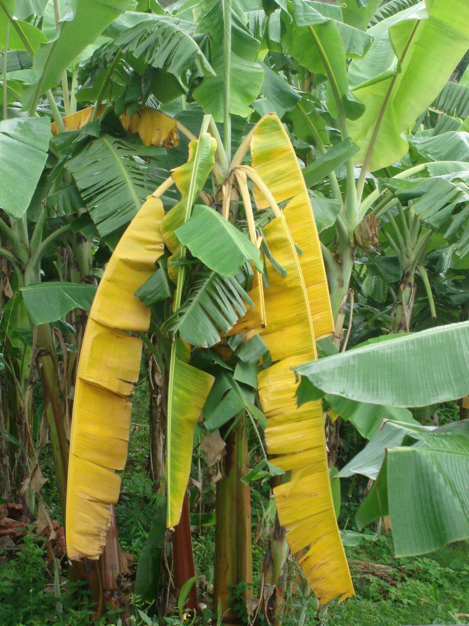 Enset vs. Bananas Understanding Ethiopia's Unique Crops - Image 8