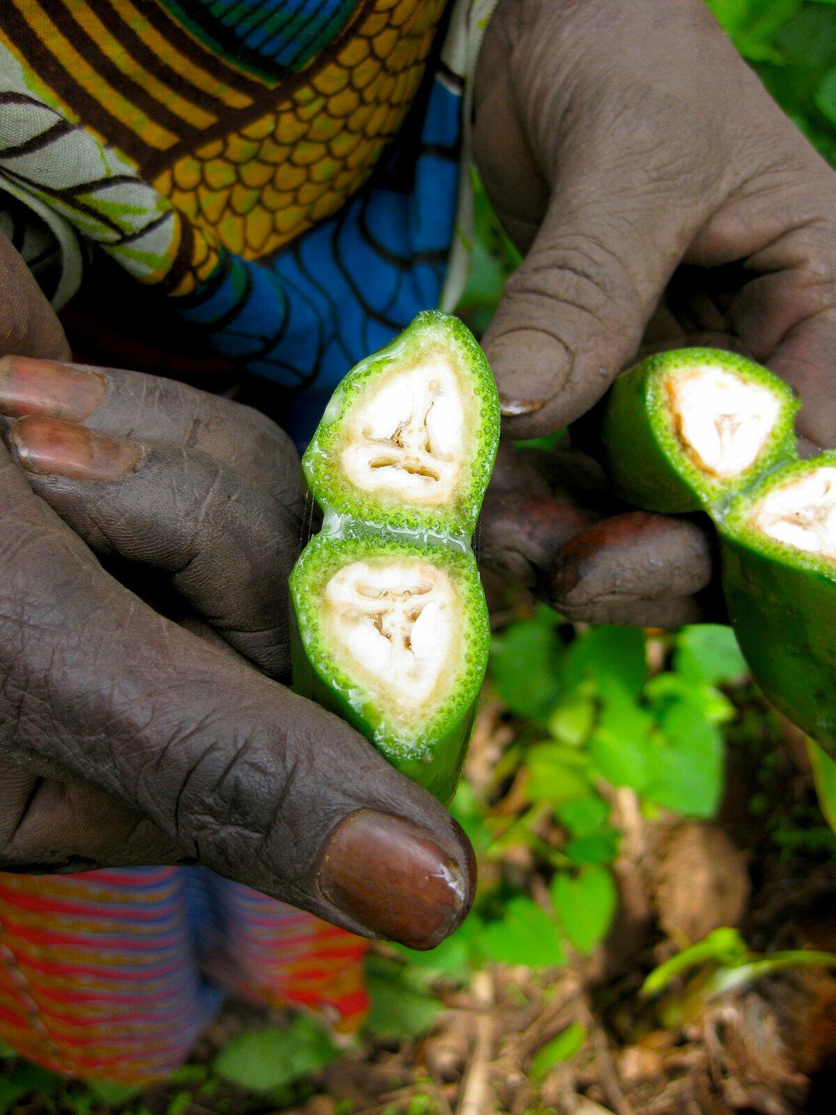 Enset vs. Bananas Understanding Ethiopia's Unique Crops - Image 9