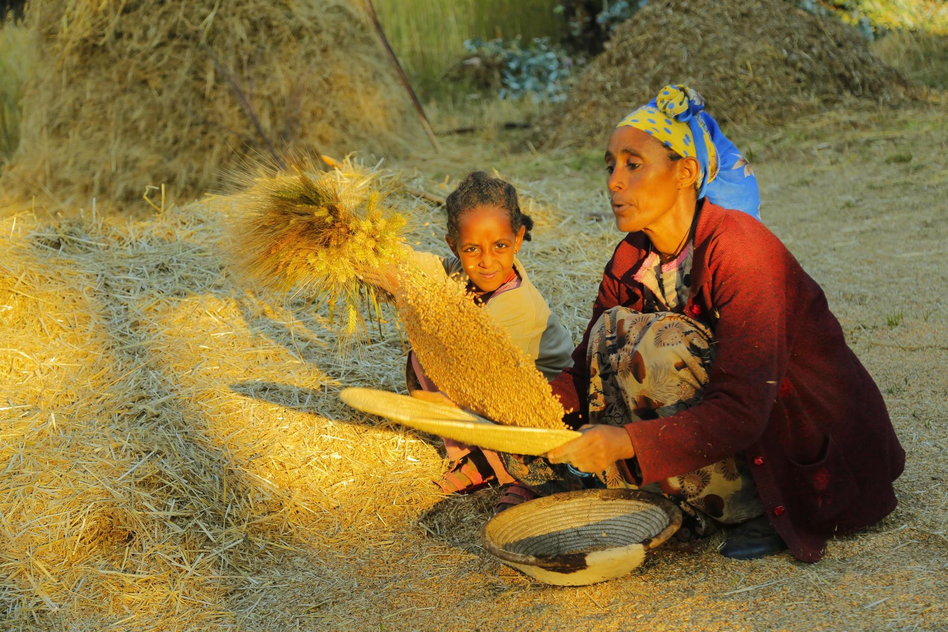 Ethio-Pasta: rolling out resilient durum wheat - Alliance Bioversity International - CIAT