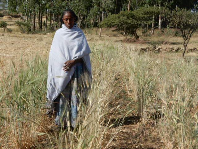 Ethio-Pasta: rolling out resilient durum wheat - Image 1 - Alliance Bioversity International - CIAT