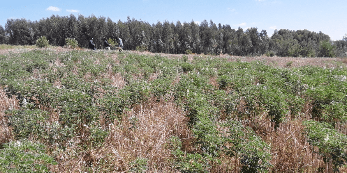 Ethiopia - When soils become a tool against climate change - Image 5