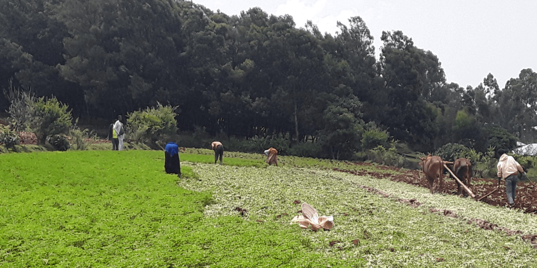 Ethiopia - When soils become a tool against climate change - Image 6
