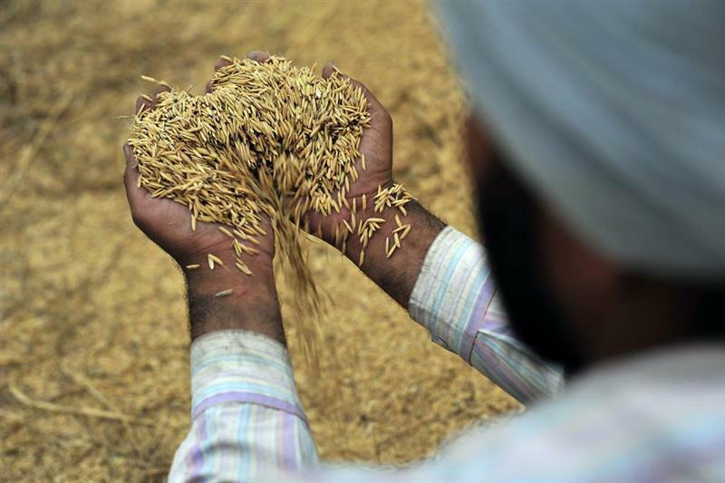 Exploring the effects of the green revolution on agriculture - Image 2