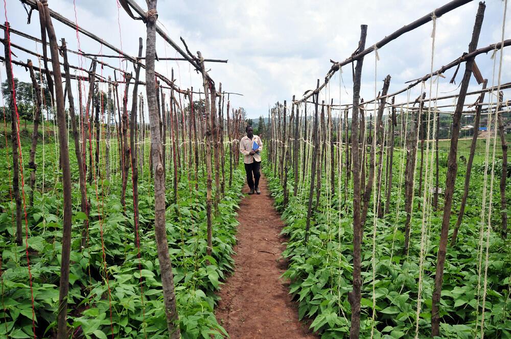Exploring the effects of the green revolution on agriculture - Image 5