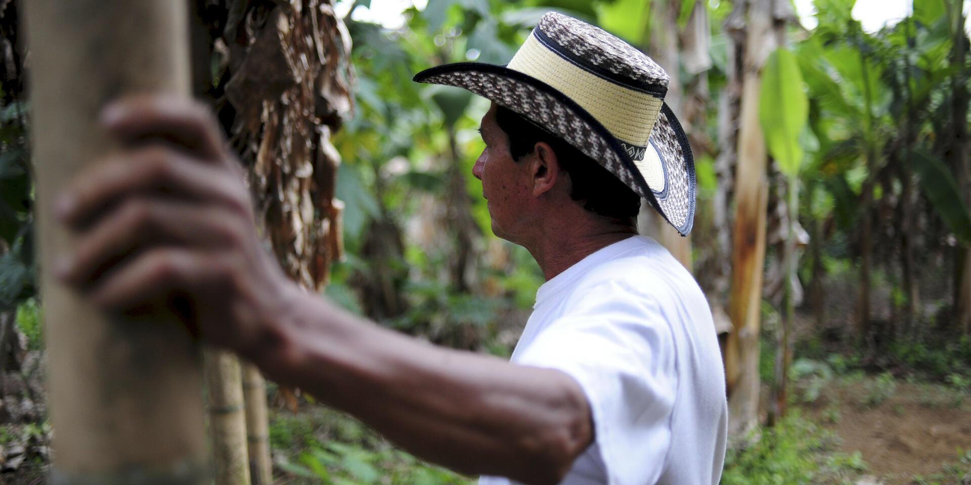 Exploring the effects of the green revolution on agriculture - Image 7