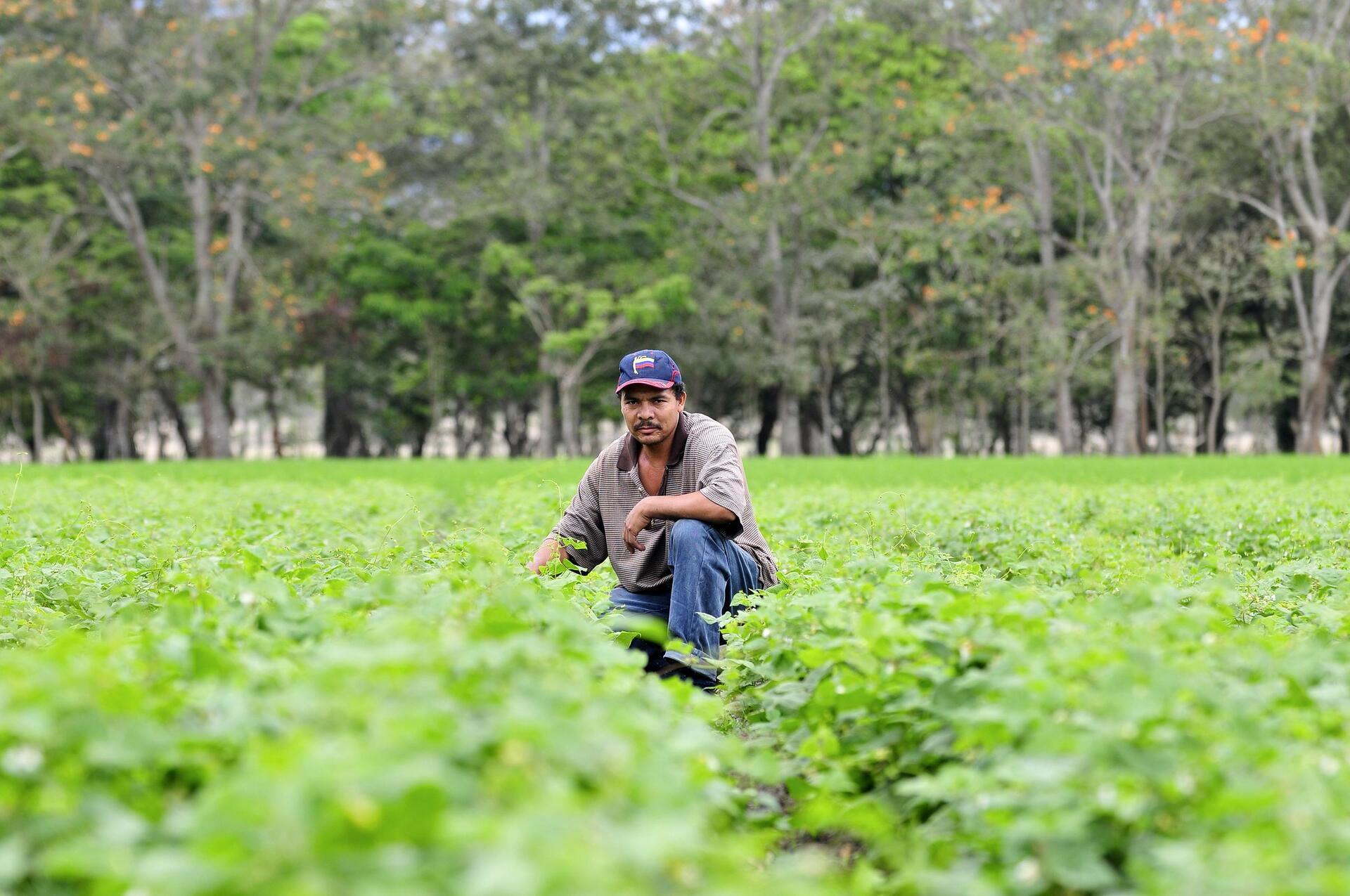 Exploring the effects of the green revolution on agriculture - Image 8