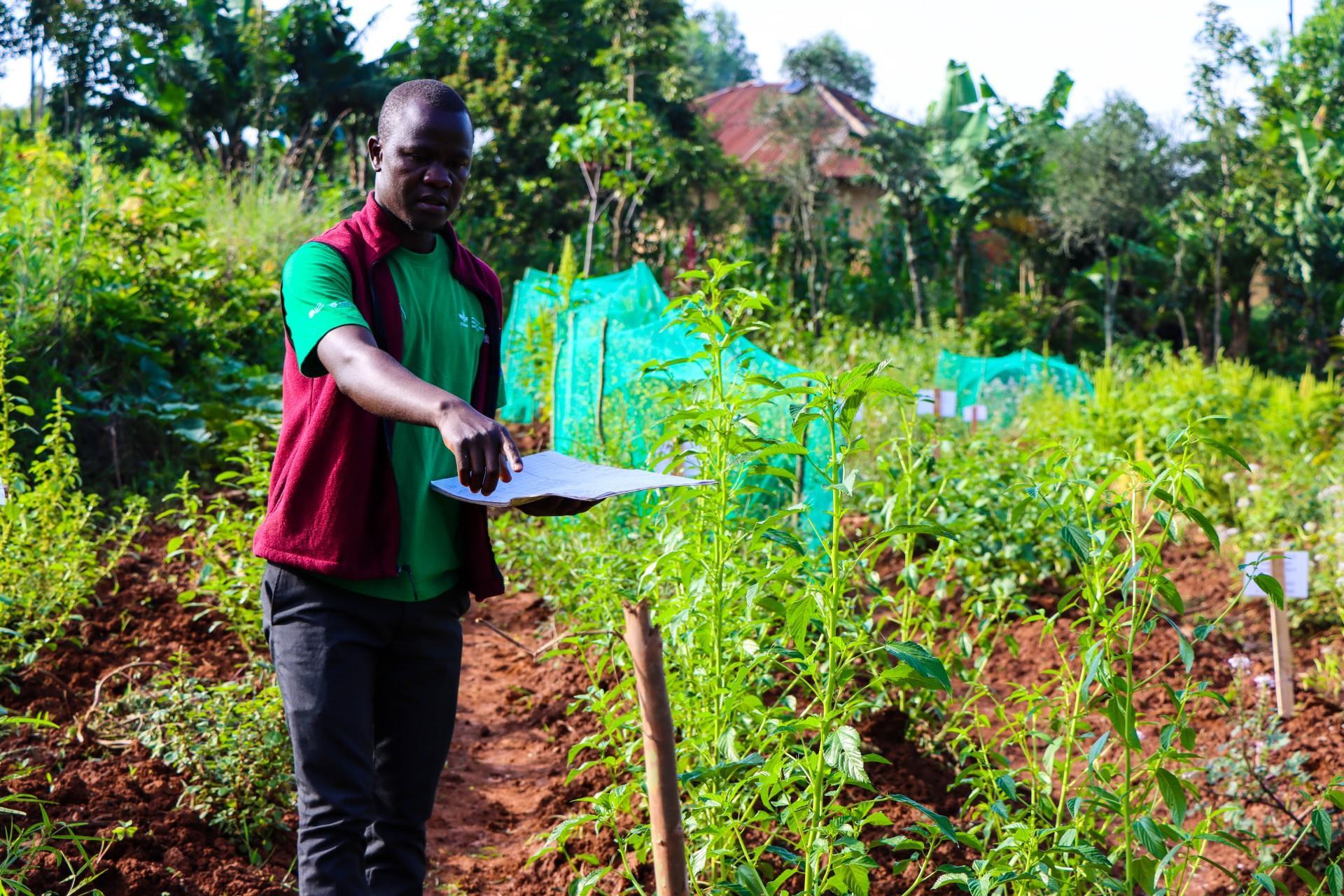 Exploring the Rich Diversity of Traditional Leafy Vegetables in Vihiga County, Kenya - Image 1