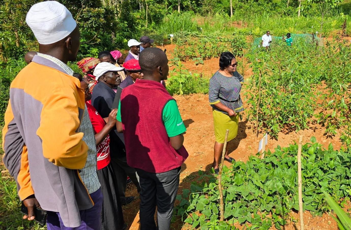 Exploring the Rich Diversity of Traditional Leafy Vegetables in Vihiga County, Kenya - Image 2