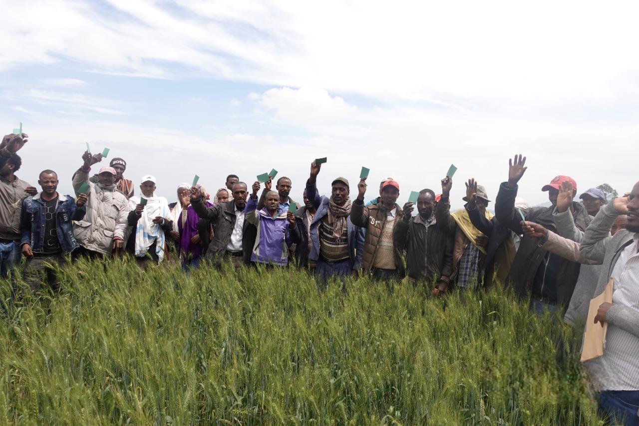 Farmers are evaluating the performance of the LSFR wheat field - Alliance Bioversity International - CIAT