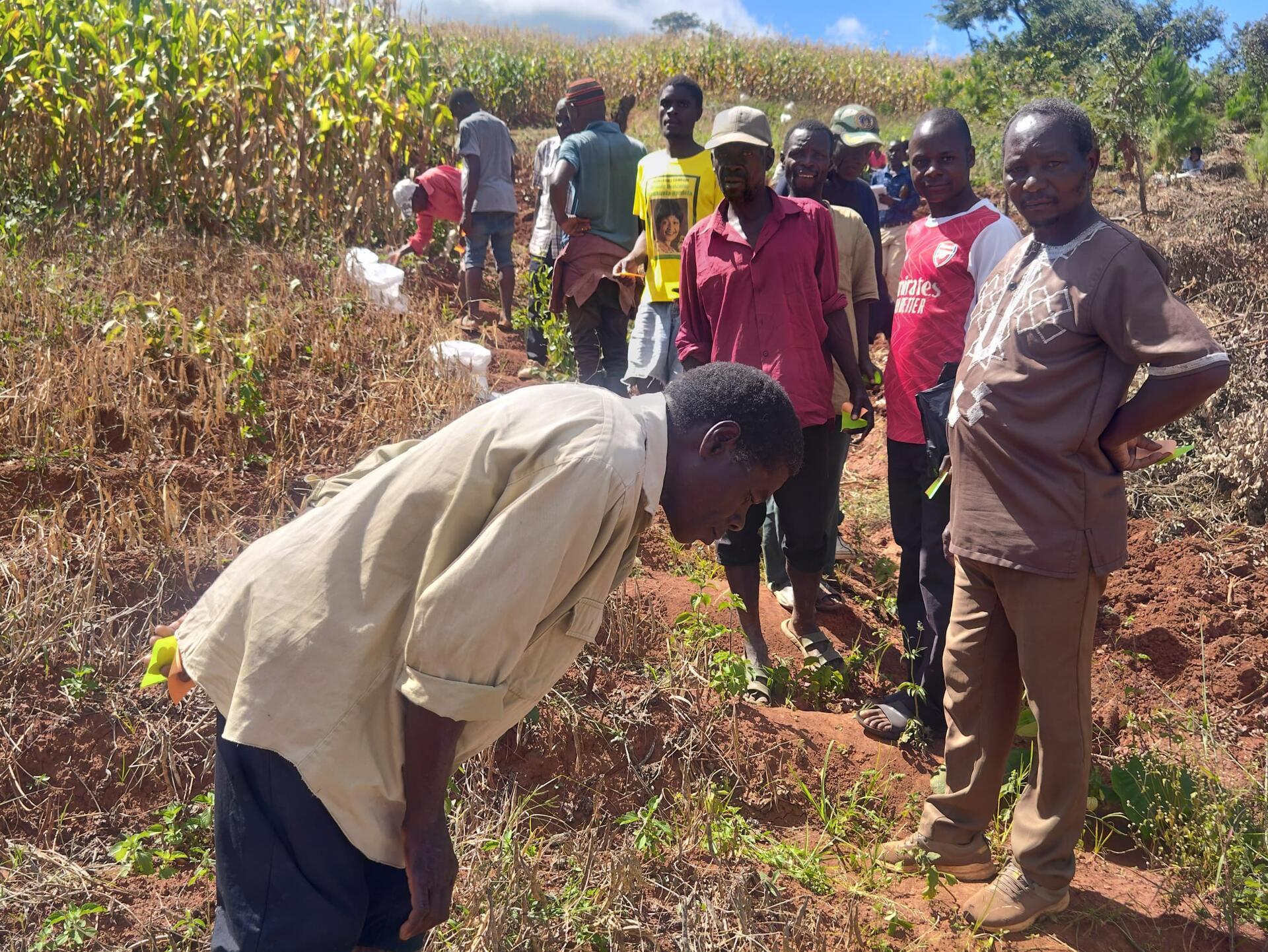 Farmers take lead in shaping Malawi's next generation of bean varieties