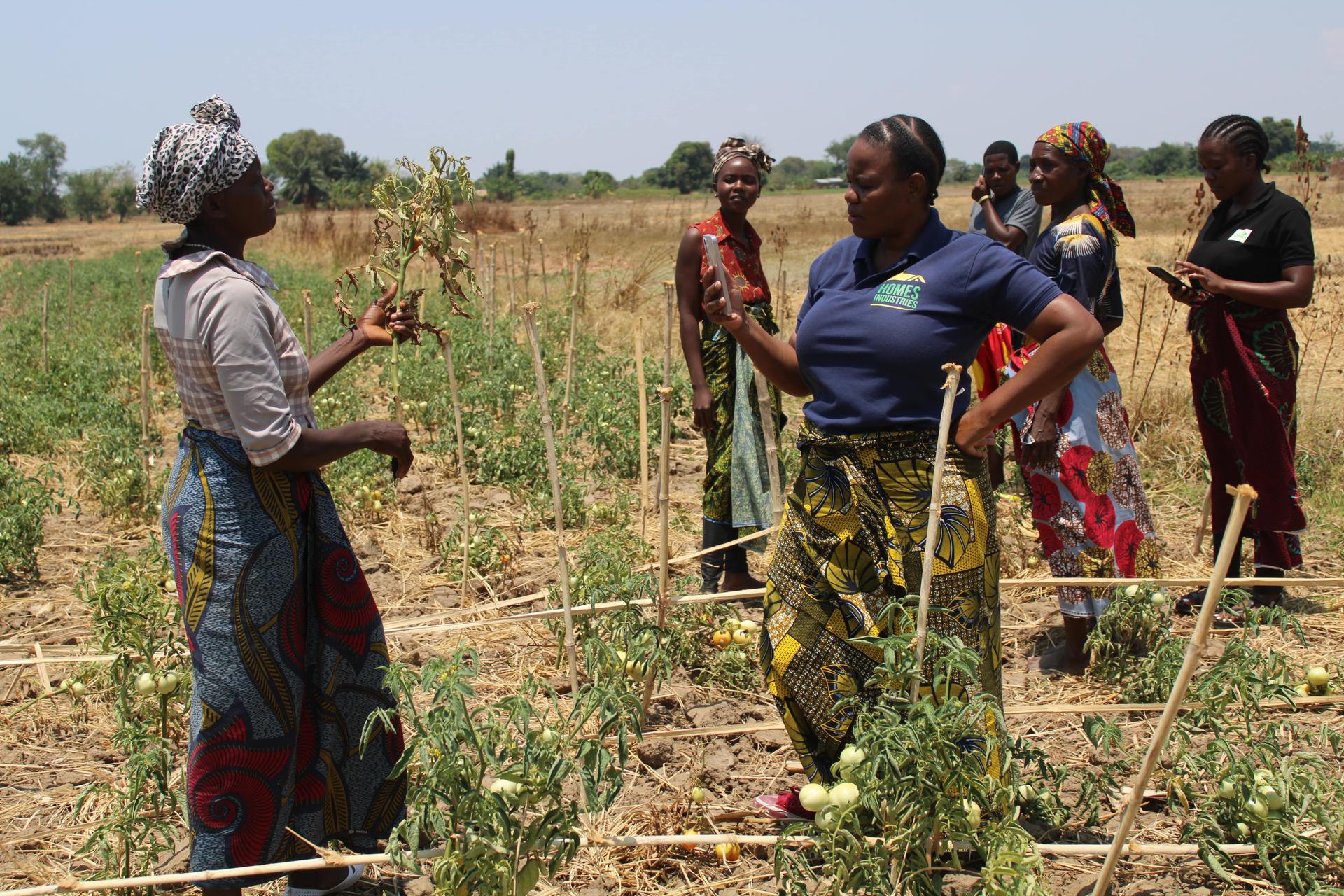 Farming, Food, and Empowerment The Journey of Malawi’s Homes Industries - Image 4