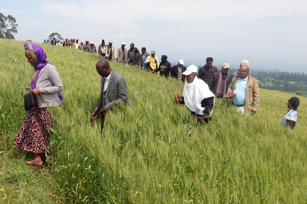 Field Day participants visited the wheat cluster on Location-Specific Fertilizer Recommendation - Alliance Bioversity International - CIAT