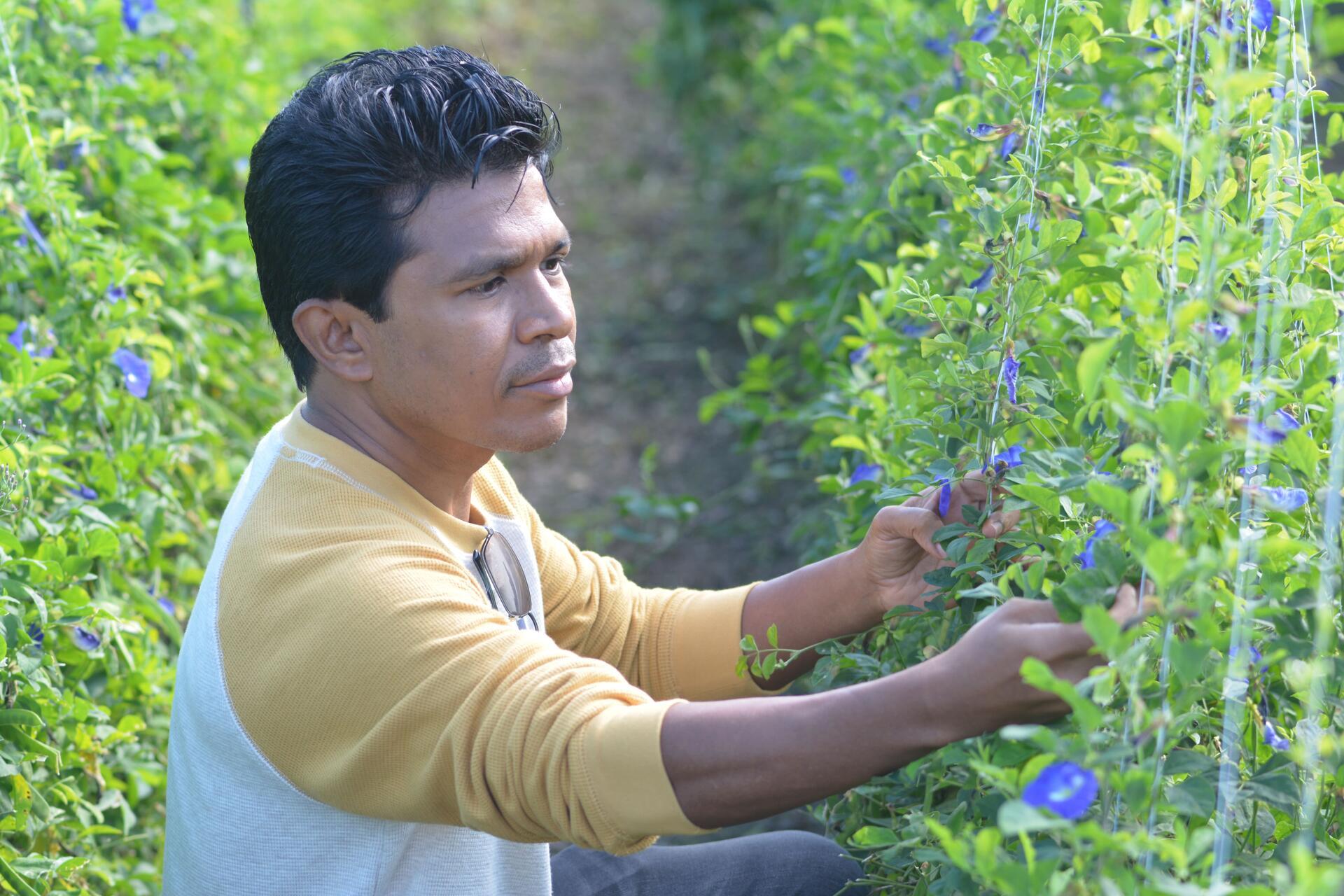 Field of Clitoria ternatea plants growing on the Alliance research campus in Palmira, Colombia