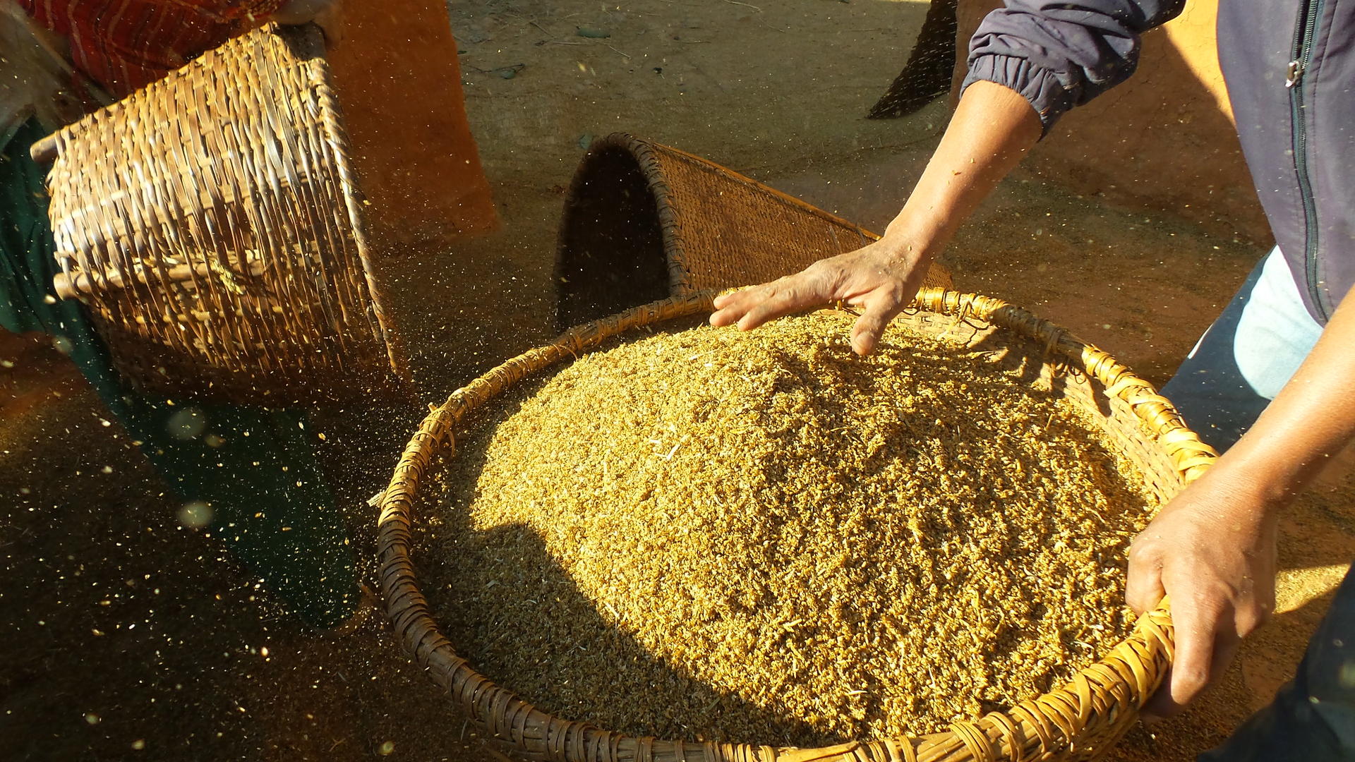 Many traditional nutrient-rich grains, such as fonio or finger millet (pictured), have been marginalized by modern diets. Photo: Alliance of Bioversity and CIAT/G.Meldrum