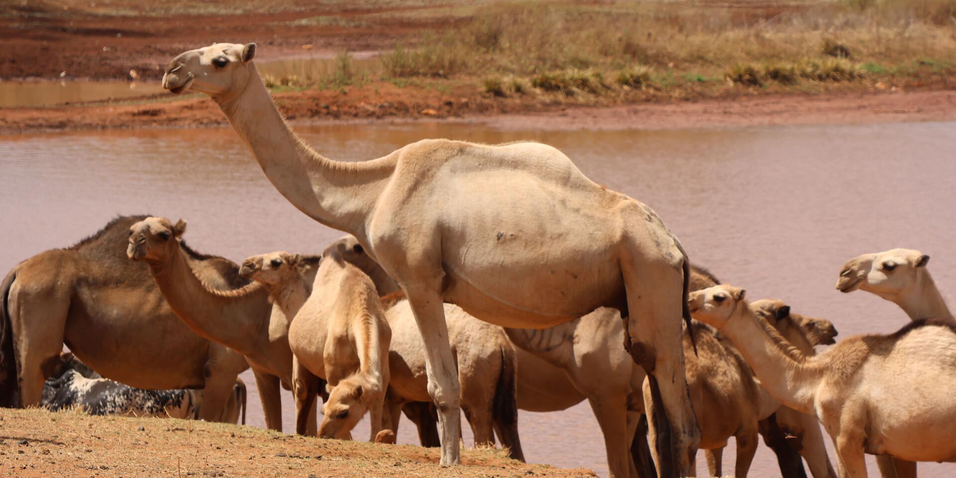 Forecasts across the frontier How climate data is guiding pastoralists - Image 2
