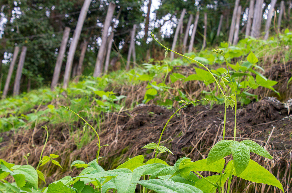 Lanzan al mercado de Colombia primer fríjol voluble biofortificado, apto para sembrar en zona de cordillera