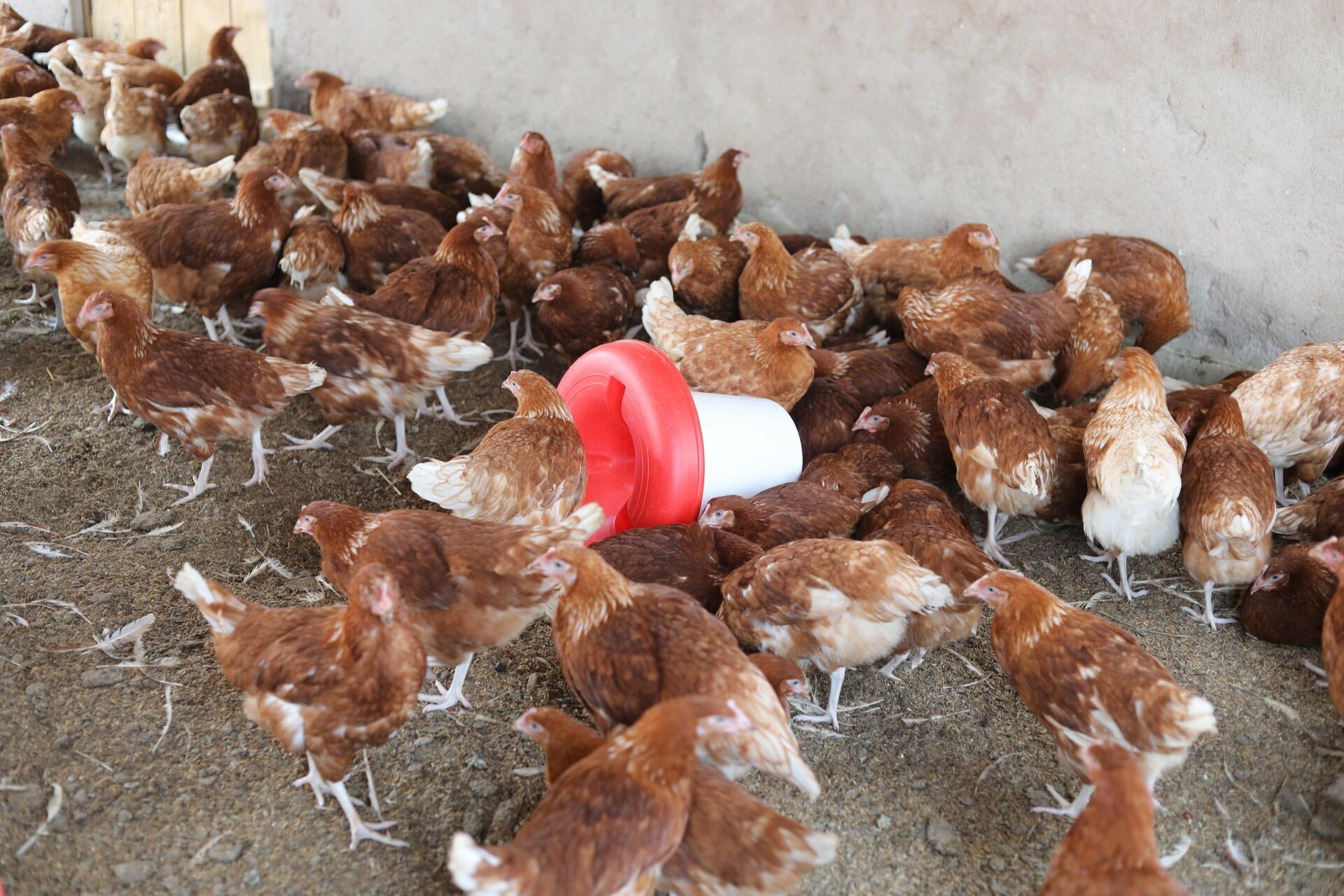From a failed start to a thriving farm - How the right help changed Mphatso Kapito&rsquo;s entrepreneurship life - Image 3