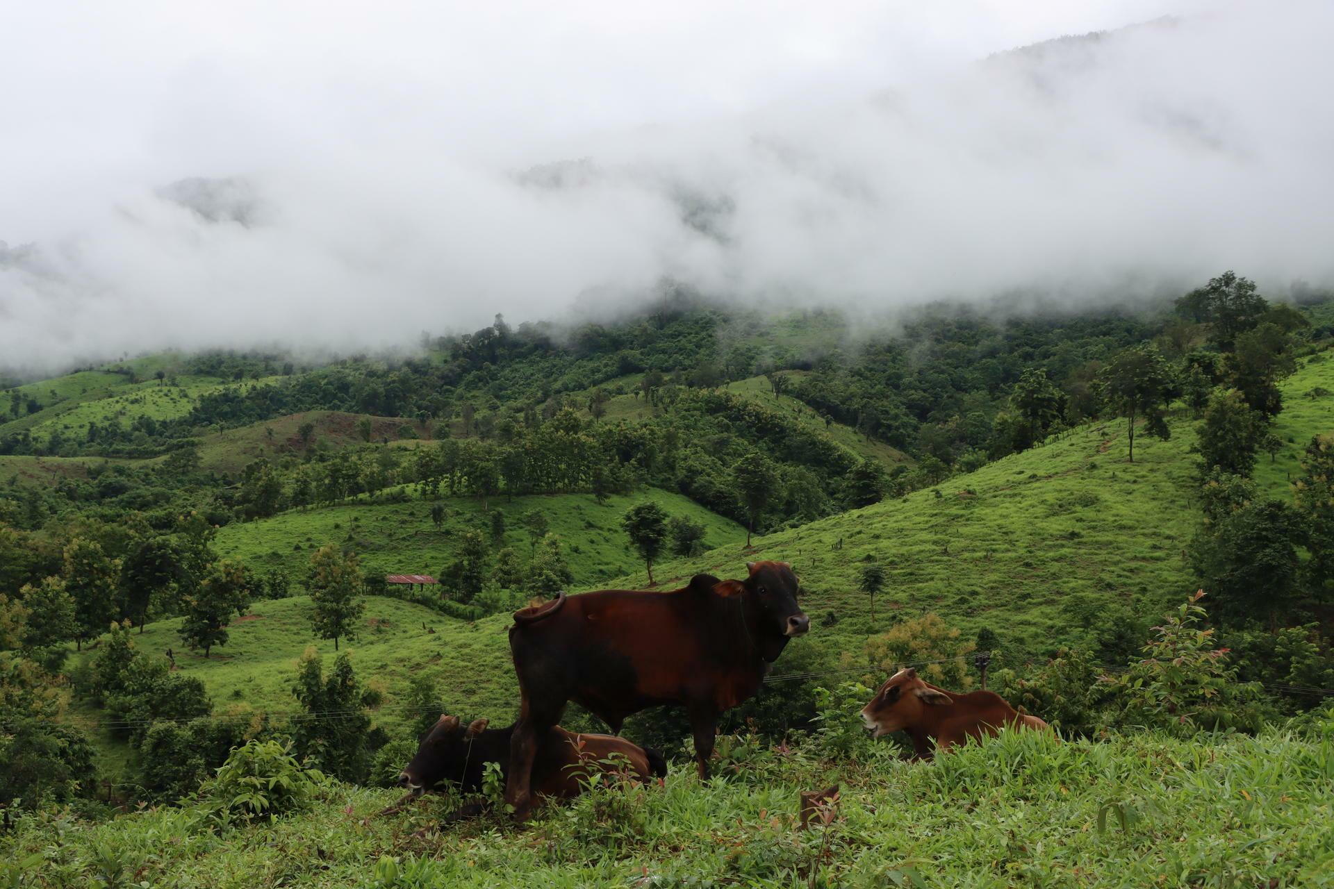 From a family farm in Kenya to advancing forage innovations in Asia - A conversation with Mary Atieno - Image 11