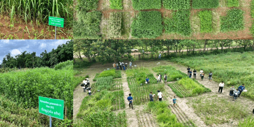 From a family farm in Kenya to advancing forage innovations in Asia - A conversation with Mary Atieno - Image 3