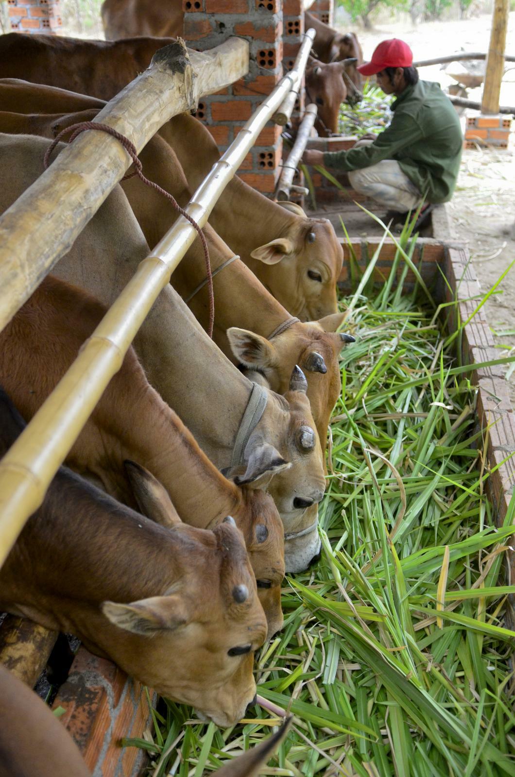 From a family farm in Kenya to advancing forage innovations in Asia - A conversation with Mary Atieno - Image 5