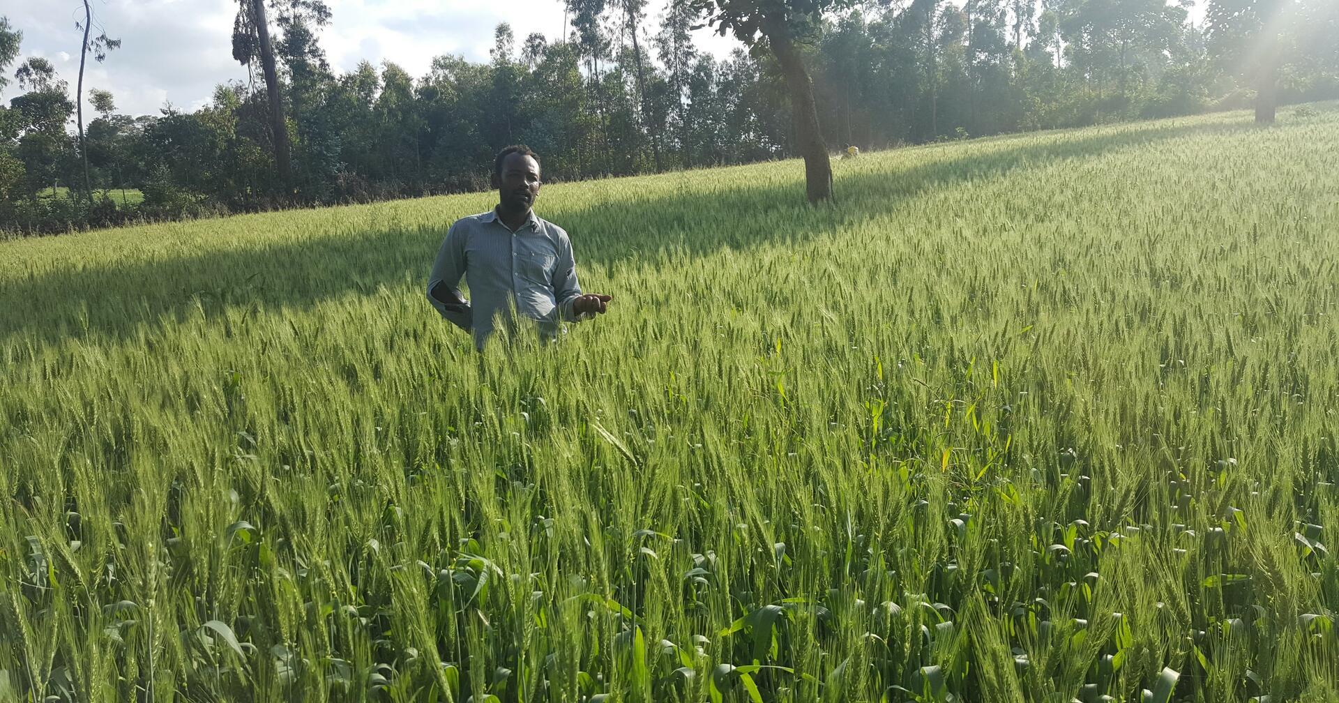From data to decision - Institutionalizing smart fertilizer recommendations through HaFAS in Ethiopia - Alliance of Bioversity International and CIAT - Image 4