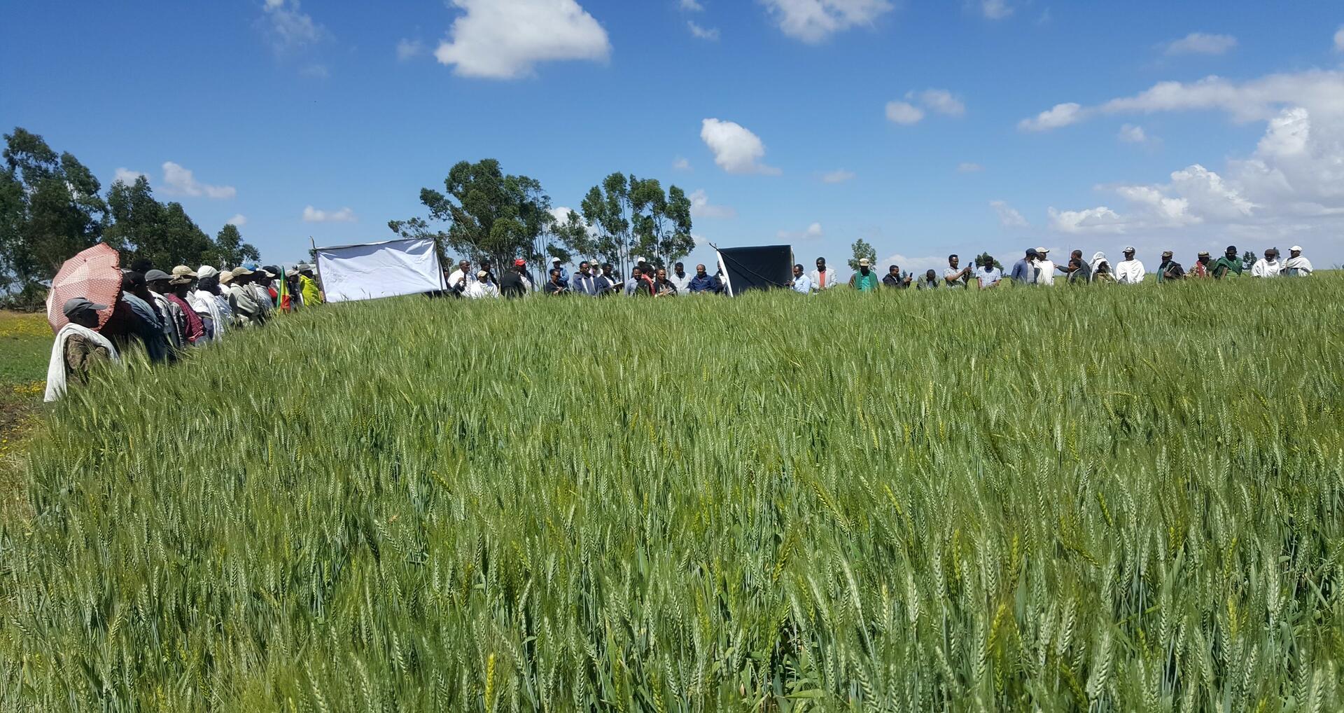 From data to decision - Institutionalizing smart fertilizer recommendations through HaFAS in Ethiopia - Alliance of Bioversity International and CIAT - Image 5