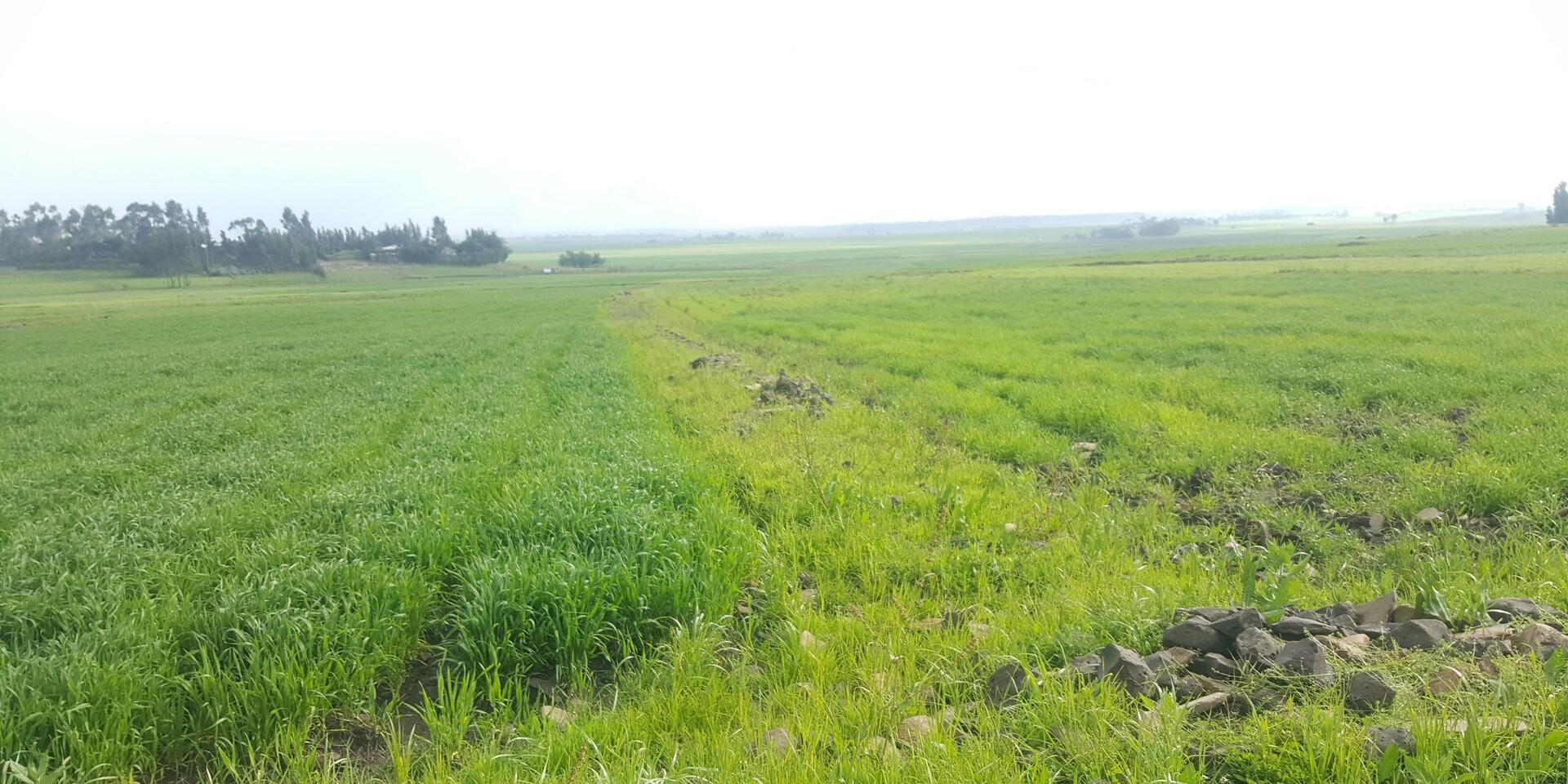 From data to decision - Institutionalizing smart fertilizer recommendations through HaFAS in Ethiopia - Alliance of Bioversity International and CIAT - Image 6