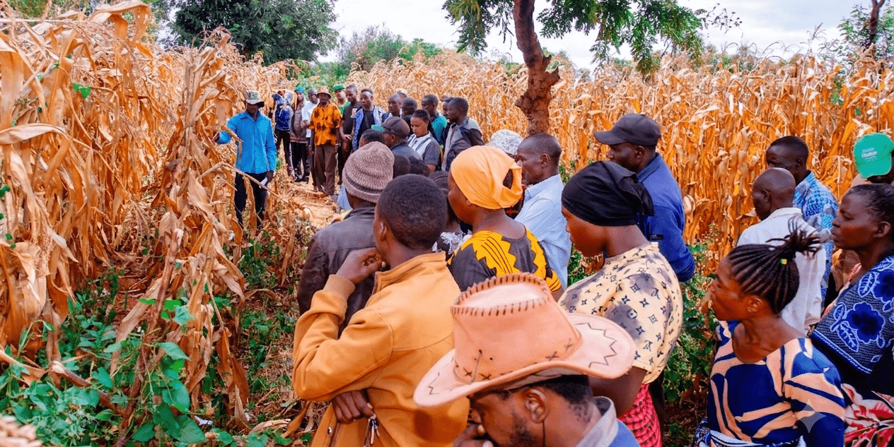 From demonstration to transformation -How partnerships and practice are reshaping farming in Kongwa district, Tanzania - Alliance Bioversity International - CIAT - Image 1