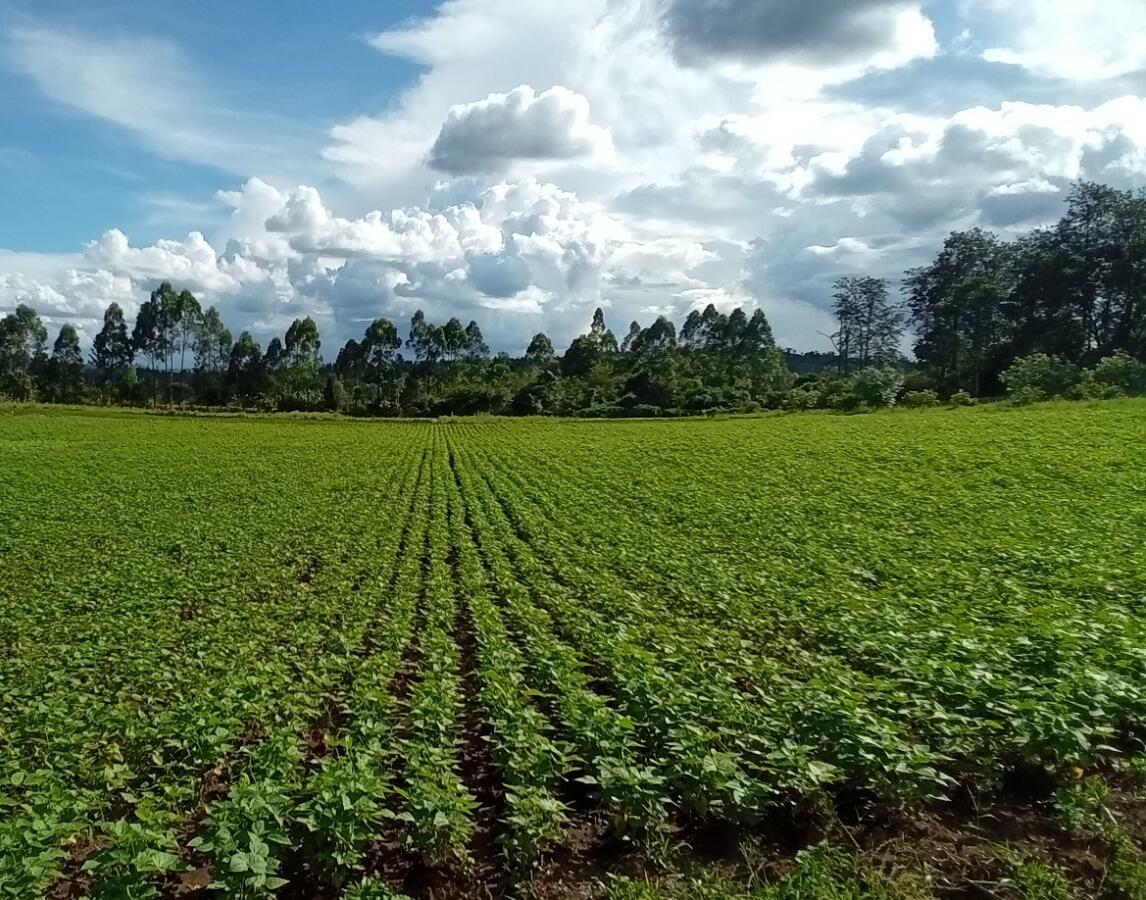 From local seeds to lasting impact - Angel Tadie&rsquo;s inspiring journey into seed production - Image 3