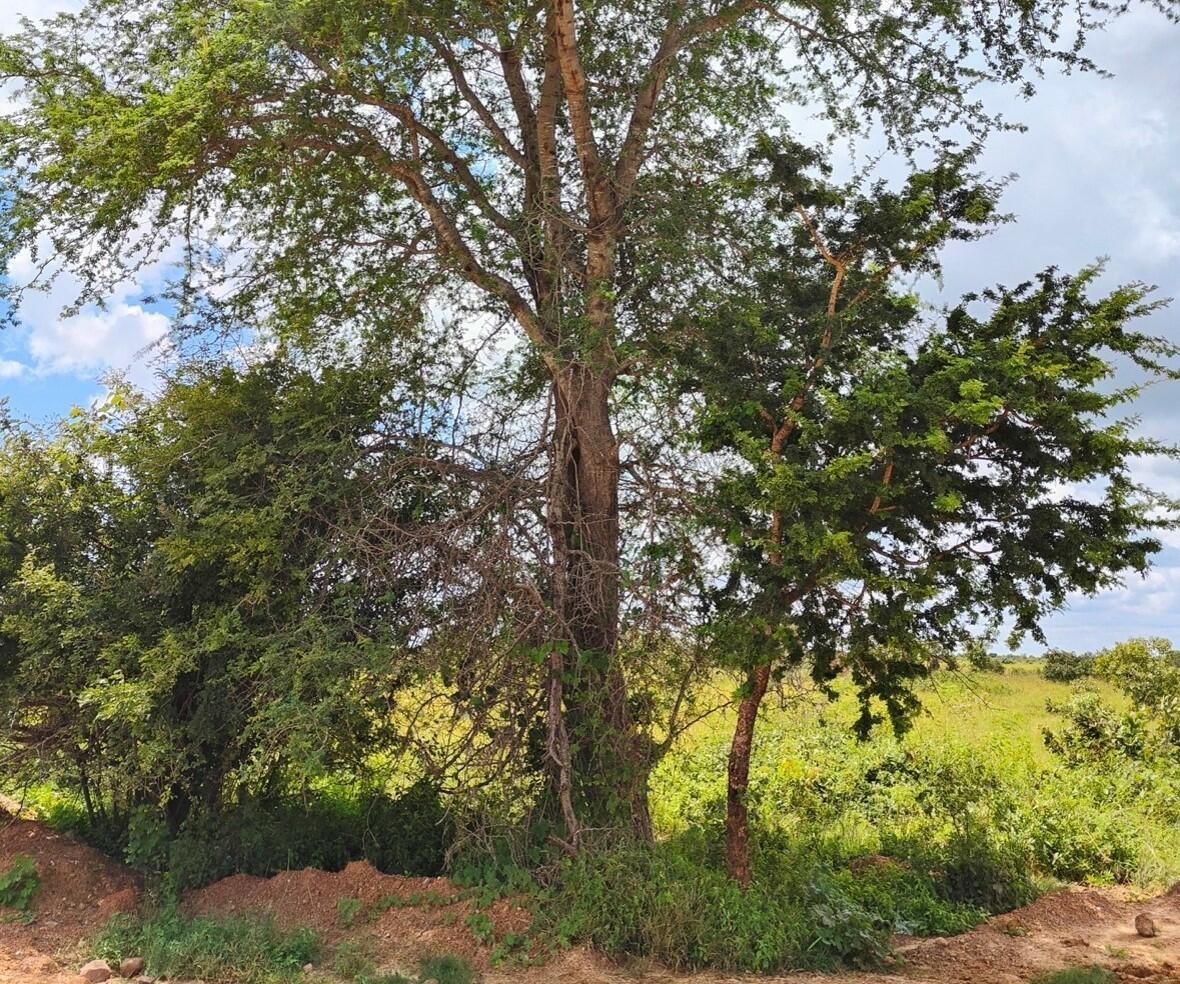 From memory to map - How communities in Monze in Zambia are turning generations of grazing knowledge into digital maps for a climate-resilient future - Image 6