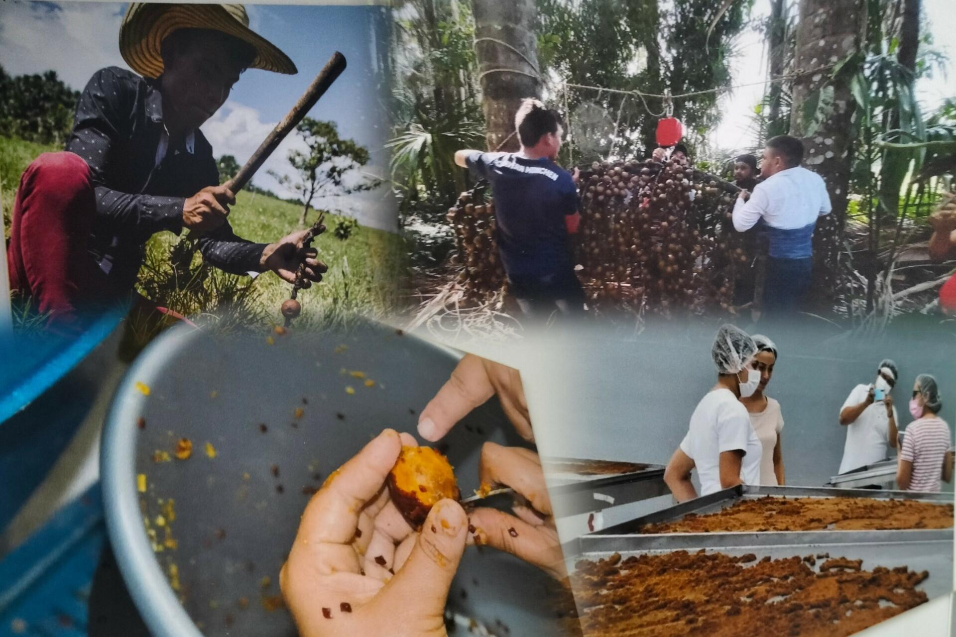 From Palm to Progress - Women, Canangucha, and the Future of the Amazon - Image 1