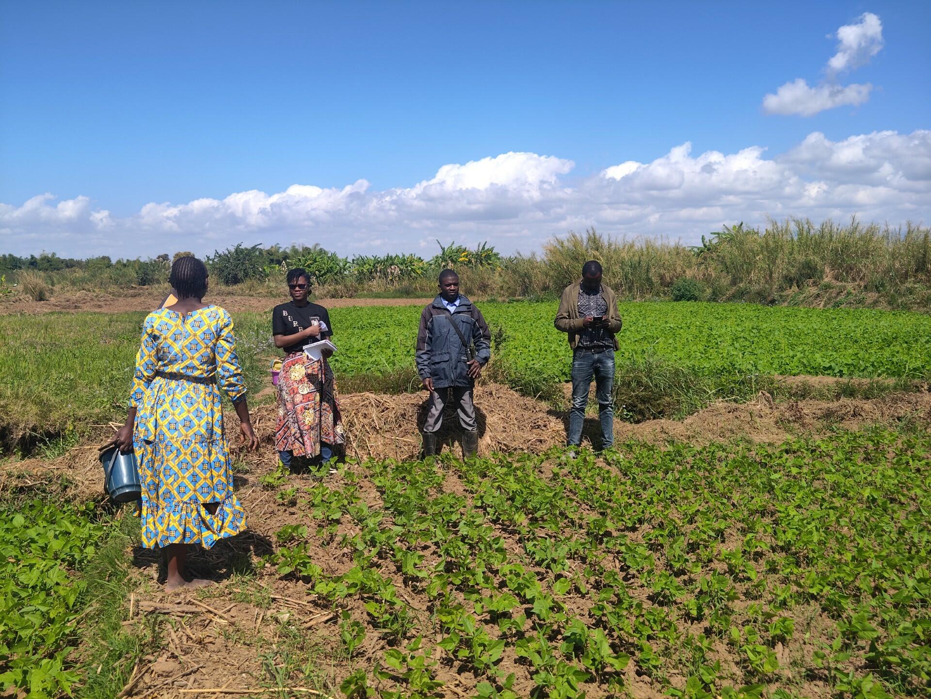 From parched land to productive farms - AID-I paves the way in Malawi - Image 2