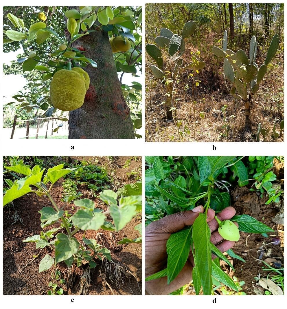 From restoration to nutrition Exploring edible plant diversity in Ethiopia’s Green Legacy Initiative sites - Image 2