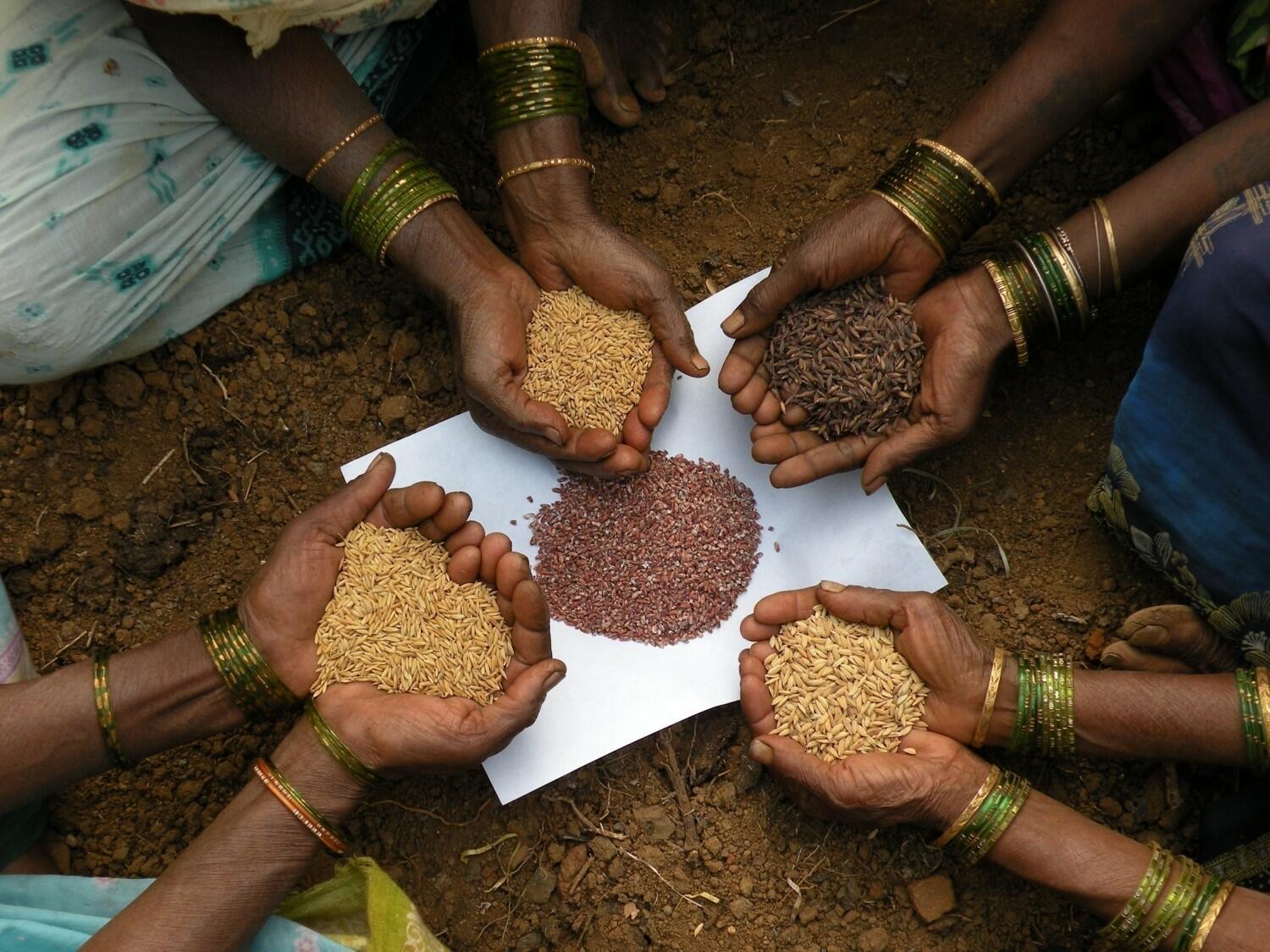 From Twenty to Bounty Indian Farmers Harvest Gains From Conserved Traditional Varieties - Image 2