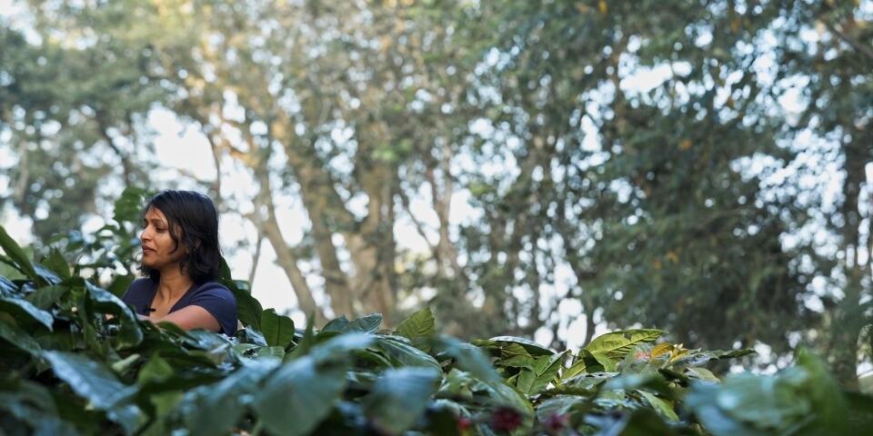 Fruit trees and farmers first a conversation with Smitha Krishnan - Image 3